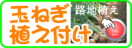 植え付け  玉ネギ　露地栽培.png