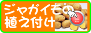 植え付け ジャガイモ.png