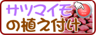 植え付け　サツマイモ.png