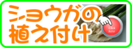 植え付け　ショウガ.png