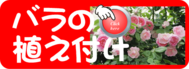 植え付け　バラ.png