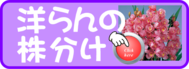 洋らん　株分け.png