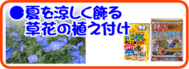 ６月の園芸作業 夏を涼しく飾る草花.png