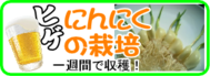 ７月の園芸作業　ひげニンニクの栽培.png