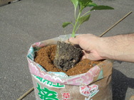 DSC00445.JPG