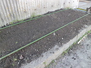 サトイモ植え付け４.JPG