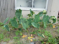 DSC00331.JPG