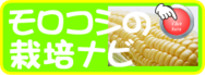 トウモロコシの栽培ナビ.png