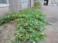 DSC00329.JPG