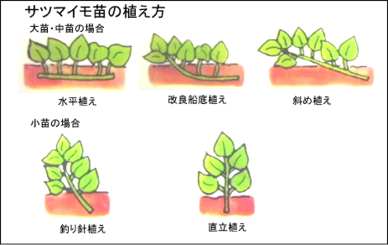 サツマイモの植え付け.png
