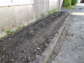 ⑼苗の植え付け