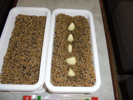 DSC00147.JPG