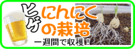 ひげニンニクの栽培.png