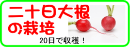 二十日大根の栽培.png