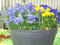 DSC00001.JPG