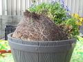 DSC00002.JPG