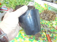 DSC00064.JPG