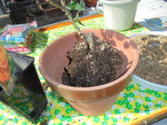 DSC00024.JPG