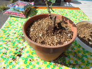 DSC00027.JPG