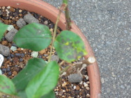 DSC00068.JPG