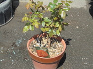 DSC00132.JPG