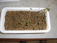DSC00184.JPG