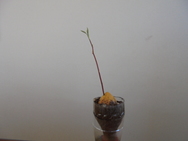DSC00287.JPG