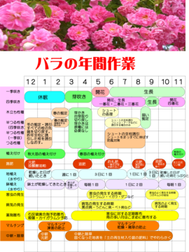 バラの年間作業.png