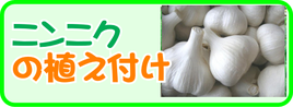 ニンニクの植え付け.png