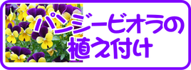 パンジービオラの植え付け.png