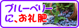 ブルーベリーのお礼肥.png