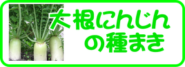 大根にんじんの種まき.png