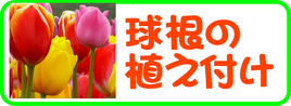 球根の植え付け.png