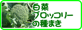 白菜ブロッコリーの種まき.png