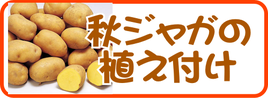 秋ジャガの植え付け.png