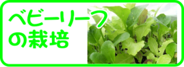 ７月の園芸作業 ベビーリーフの栽培.png