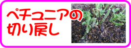 ７月の園芸作業 ペチュニアの切り戻し.png