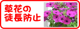 ７月の園芸作業　草花の徒長防止.png