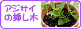 ７月の園芸作業アジサイの挿し木.png