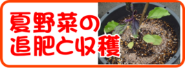 ７月の園芸作業夏野菜の収穫と追肥.png