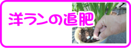 ７月の園芸作業洋らんの追肥.png