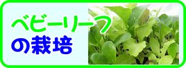 ベビーリーフの栽培.png