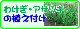 ワケギアサツキの植え付け.png