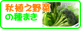 秋植え野菜の種まき.png